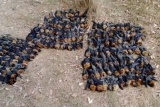 Hàng nghìn con dơi bị chết khô trong đợt nóng kinh hoàng ở Australia