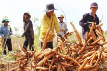 Ninh Thuận: Ưu tiên nguồn lực giảm nghèo bền vững