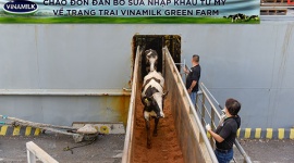 Vinamilk tiếp nhận thành công hơn 1.500 bò sữa nhập từ Mỹ về các trang trại Green Farm