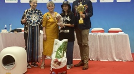 Cuộc thi sắc đẹp mèo tại Hà Nội