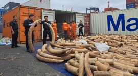Hải quan Hải Phòng bắt giữ số ngà voi nhập lậu lớn nhất từ trước đến nay