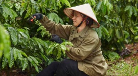 Báo cáo ngành cà phê Coffee Barometer 2023: Nestlé đứng đầu về phát triển bền vững 